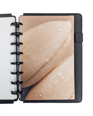 A creamy tulip with water and dew drops disc-bound planner dashboard, snapped into a planner with Black Plastic Discs and Black Vegan Leather Snap-on Cover on a white background. 