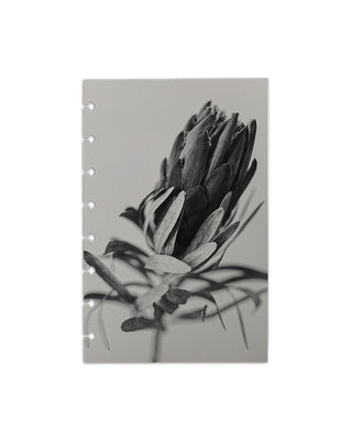 Monochrome protea flower botanical art on a white background
