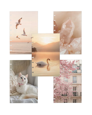 Collage of various scenes, including birds, sunset, swan, and cherry blossoms, featured on discbound cardstock dashboards over a white background.