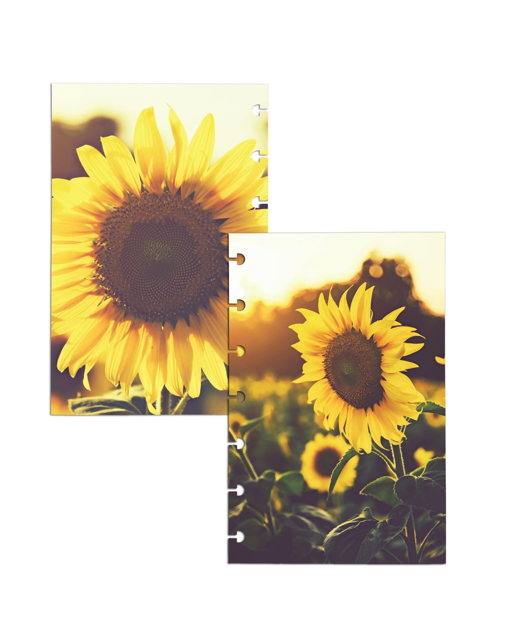 Planner Dashboard Set | Sunflower Fields - Jane's Agenda®