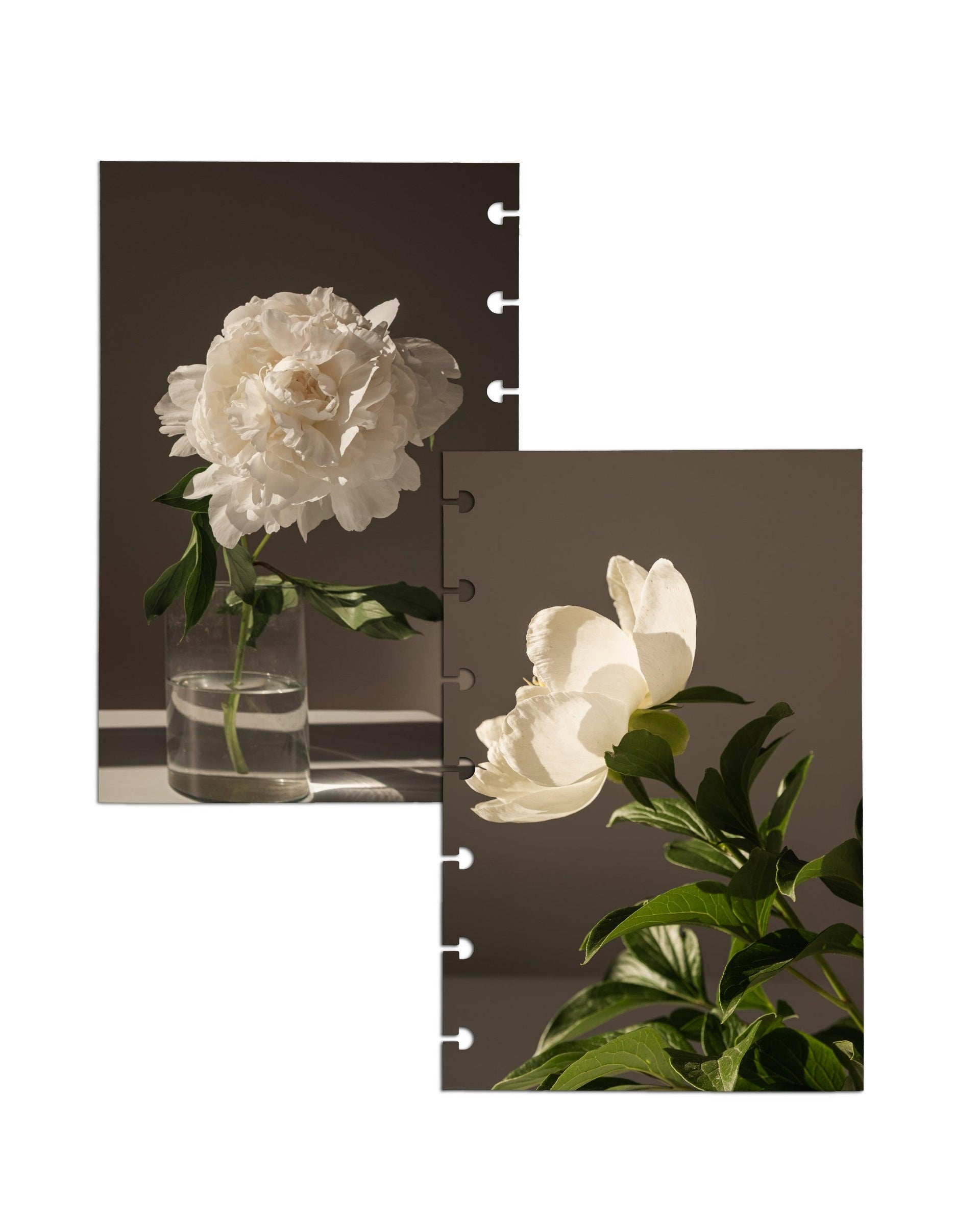 Planner Dashboard Set | White Floral - Jane's Agenda®